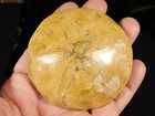 Larger  Polished 150 Million Year Old  Sand Dollar Fossil Madagascar 166gr