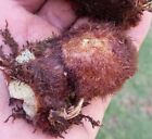 3 Rhizomes Oakleaf Fern Drynaria Oakleaf Basket Fern Aglaomorpha Quercifolia