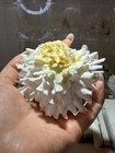 White Yellow Spiny Murex Shell Decorative Collectible Specimen