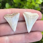 Pair  2  Of Great White Shark Teeth Fossils - Summerville Sc