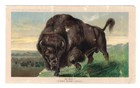 C1890s - Arbuckle Bros Coffee Co Ny Ariosa Coffee Bison - Xl1q