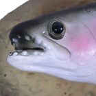 Vintage Gemmy Travis The Singing Trout Do Wah Diddy Diddy   Rock The Boat