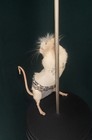 Taxidermy Stripper Mouse      Pole Dancing Unusual Oddities Gift