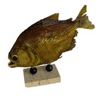Vintage Piranha Fish Taxidermy Mount Stuffed Carnivorous Sea Decor