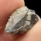 Fossil Crab Notopocorystes Stokesi Gault Clay Folkestone Cretaceous Uk