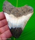 Megalodon Shark Tooth Real Fossil 3 86  No Restorations Sharks Teeth