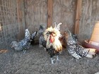 Silver  W c b  Buff  White  Golden Polish Bantam Hatching Eggs Ship 5 5 12 eggs