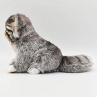 Hansa - Pallas Kitten  12 New