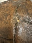 Genuine Large Snapping Turtle Shell