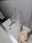 Massy Wild 11 Point 133-1  Whitetail Deer Skull European Man Cave Taxidermy Buck