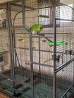 Double Bird Cage With Center Divider For Parrot Macaw Aviary W64xd32xh73 New