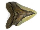4  7 8 Inch Fossil Megalodon Prehistoric Shark Tooth Teeth  Nice Serrations