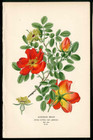 1896 Edward Step Flowers Original Antique Red Briar Rose Orange Gazania 2 Prints