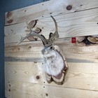       authentic Jackalope Taxidermy Mount     Original Wyoming Folk Art     Lodge Decor