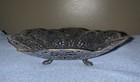 Vtg Lovelace International Silver Co 1428 Silver Plated Candy Dish Bowl Pantina