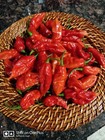 60 Fresh Picked Super Hot Mix Ghost Pepper  Carolina Reaper Small Farm Organic  