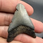 Authentic Megalodon Shark Tooth Swfl 1 64   
