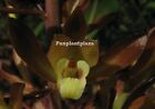 5 Bulbs Eulophia Macrobulbon Ground Orchid Rare Fresh Plant Roots Rhizomes