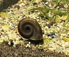 40  Live Feeder Ramshorn Snails - mixed Sizes  Aquarium Cleaners algae Eaters