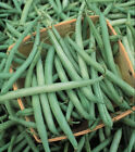 25  Kentucky Wonder Pole Bean Seeds - Large Yields -garden Classic - Heirloom