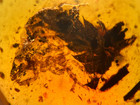 A101 Bu3403 Botanical Large Spider Exuvium In Nice Burmese Amber Burmite 99mya