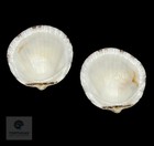 Tucetona Pectunculus 54 23 Mm     Indonesia