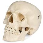 Medical Anatomical Skull Model - 1 1 Life Size Replica Anatomy Adult Human He   
