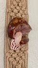 Macrame Kitchen Hanging Towel Holder Ring Mushroom Decor Fringe 26    Vintage Mcm