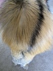 Ranch Cross Fox Pelt Fur Tanned Rustic Log Cabin Decor Cozy Parka Trim Ruff Hat