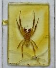 Antique Microscope Slide Of Male Garden Spider - Glass - Vintage