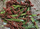 7 Atala Caterpillars  Atala Butterfly  Live Caterpillar  Live Insect 
