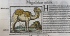 Cannibals   Camel Java Madagascar 1554 Sebastian Munster Antique View