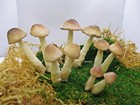10-pack Handmade Miniature Claycrafted Artificial Loose Wild Mushrooms Us Stock 