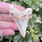 Bargain 2 2     Angustidens Shark Tooth - Summerville Sc Land Site