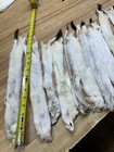   Weekly Special   Ermine   Color Phase   Not Pure White 14 To 18   Damaged