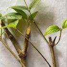 3 Roots Jasmine  Plant Cuttings Night Flowering Nyctanthes Arbor -free Shipping