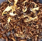 Dermestid Beetles 825  Adults   Larva   Eggs - Cleanup Crew   Taxidermy