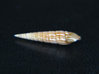 Terebra Nitida  My Only Gem Hawaii Specimen   18 66  From 115ft Silt Dive 