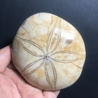 214g Natural Starfish Crystal Specimen 20