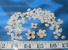   Operculum   Opercula   100    Translucent   Shellcraft   Sailor s Valentines  