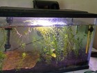 Rotala Rotundifolia Aquarium Plants