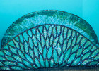Seed   Glass Beaded 14  Diameter Turquoise   Black  Decorative Table Mat