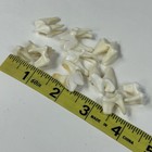 Lot Of 10 Real Coyote Molars Teeth Taxidermy Art Weird Odd Project Unqiue   3688