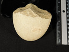 Paleolithic Age Oldowan Pebble Chopper 2 9 To 1 7 Million Years Old 309gr