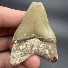 Megalodon Shark Tooth Swfl 2 37    All Natural No Repairs