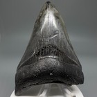 Great Colors And Prints 3 68  Fossil Megalodon Shark Tooth - Usa
