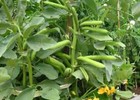 Pinto Bean Seeds   Non-gmo Heirloom Bush Pole Bean Seeds   Fresh Garden Seeds