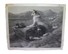 E Landseer Colly Dogs Atq Original Art London Pub Aug 28 1856 Signed B   W