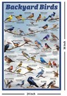 Backyard Birds Educational Poster - 24 X 36 Inches