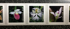 2020usa  5435-5444 Forever Wild Orchids - Plate Number Pnc Coil Strip Of 10 Mint